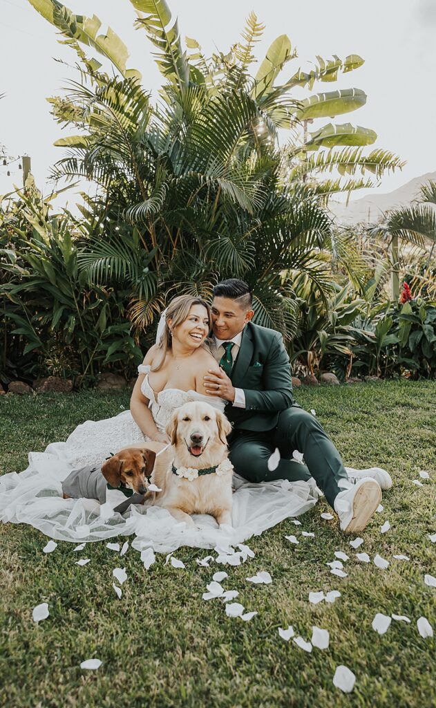 Bride and groom with golden retriever and dachshund