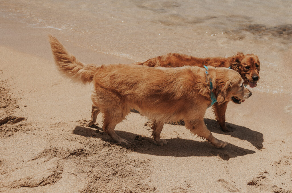 Two golden retriever dogs walking on the beach