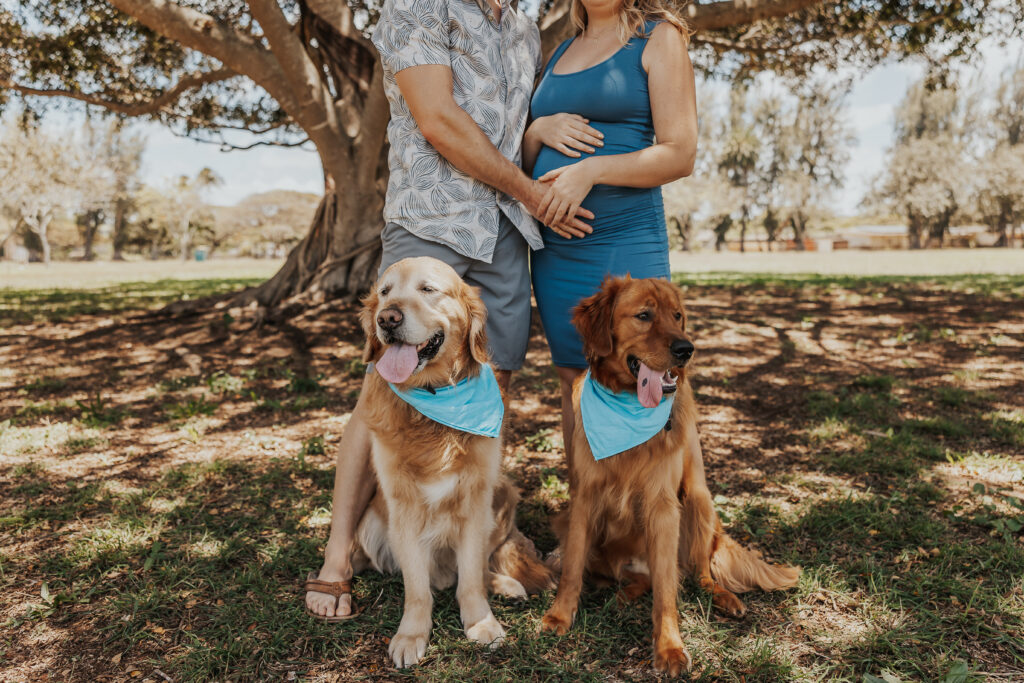 baby announcement photo with twoo golden retriever dogs 