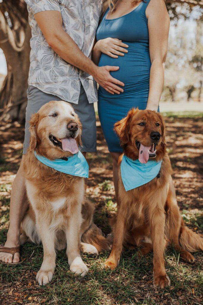 Golden retrievers wearing blue bandanas for baby announcement photos